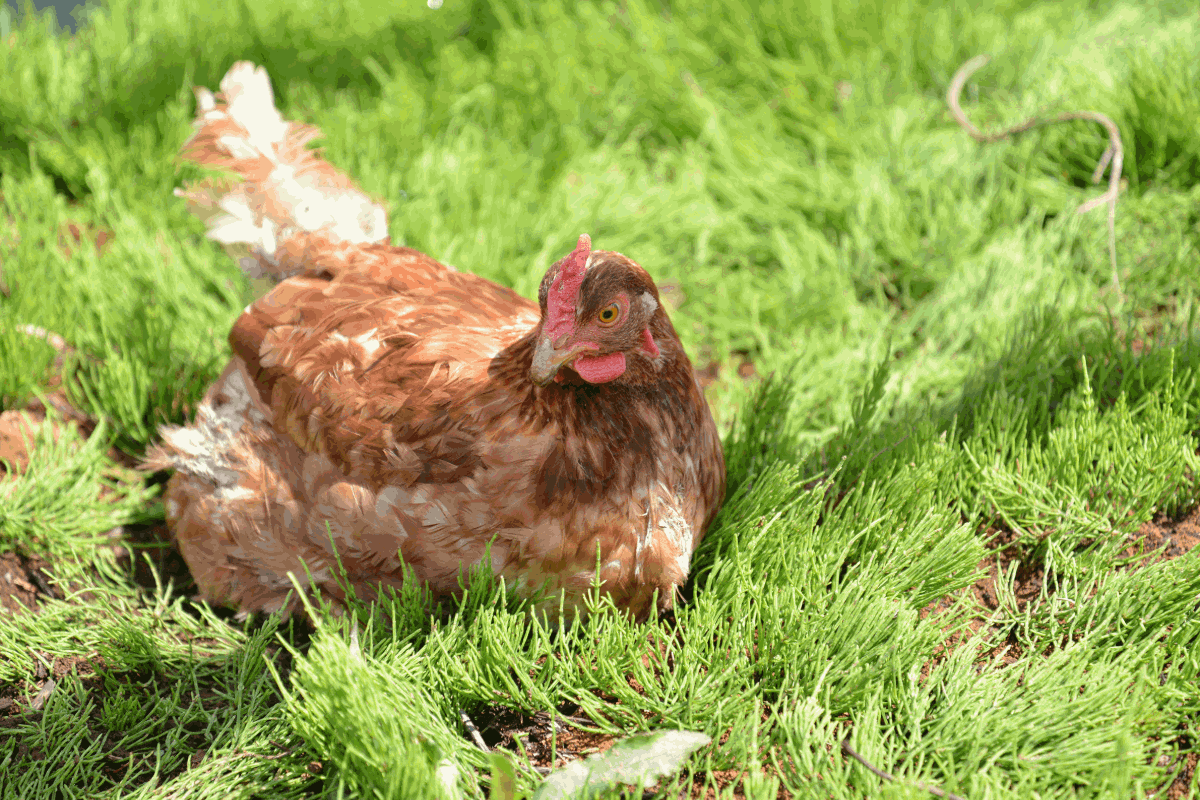 障害者とつくる、1個300円の高級たまご。人も動物も幸せになれる養鶏に取り組むWin Graffitiとは